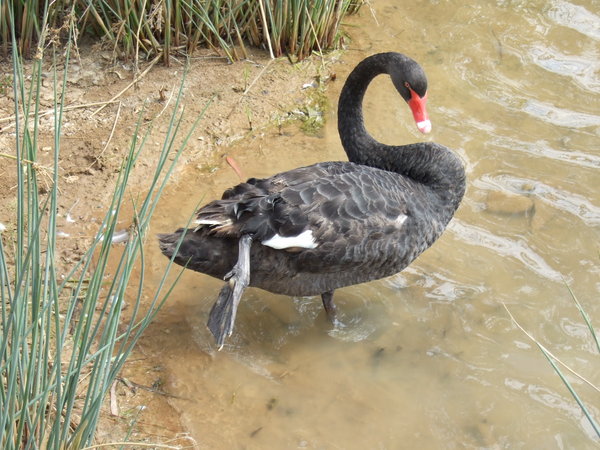 Black swan in Victoria Lake - time for a stretch