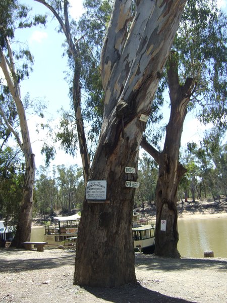 The markers on the nearest tree show flood levels - the top one is from 1870