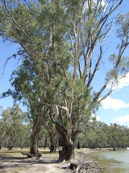 Red River Gums line the Murray River