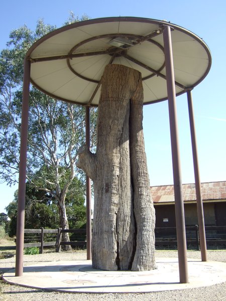 Outside the Information Centre in Mansfield we found this 'scarred tree'