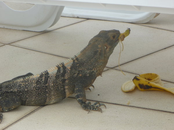 Lunch with a lizard!