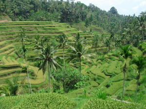 Rice Fields...