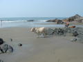 Goa - Vagator Beach...