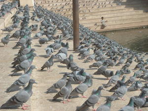 Great India Pigeon Race...