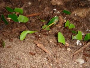 Jungle - Leaf Ants