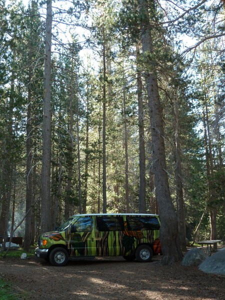 Tree Hugger at White Wolf Camp.