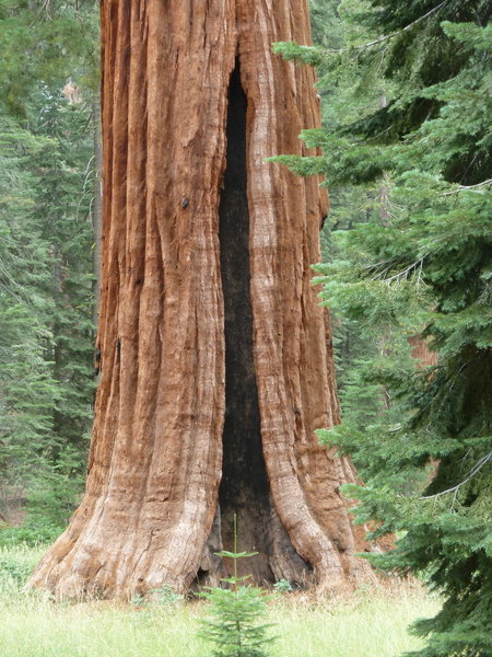Giant Sequoia Trees at Wawona