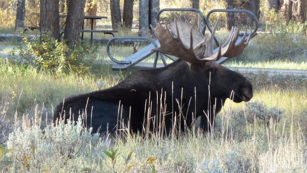 Moose at Grand Teton
