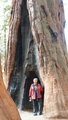 Another giant sequoia.