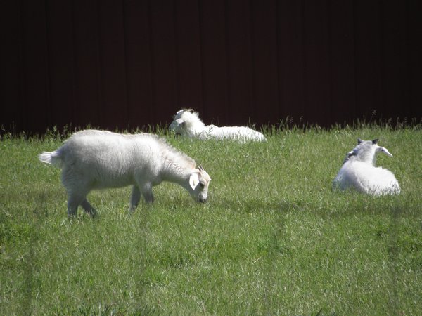 Cashmere Goats in the Pasture