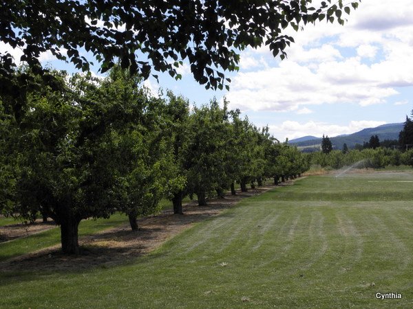 Orchards next to the Park