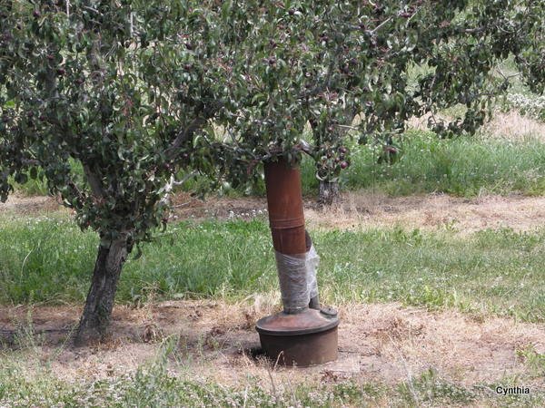 Smudge Pots in the Orchards