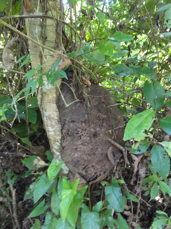 termites nest
