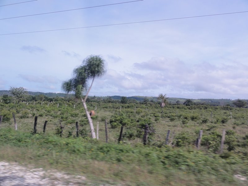 Road to Tikal