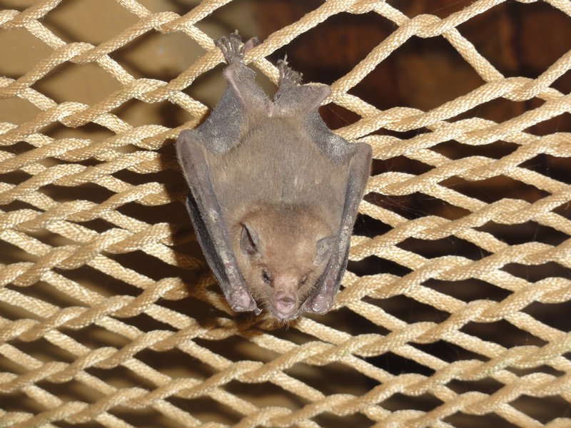 The bat