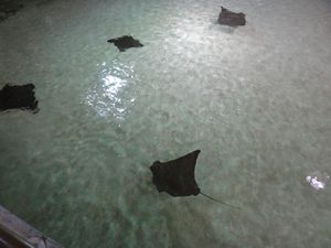 Rays in science museum