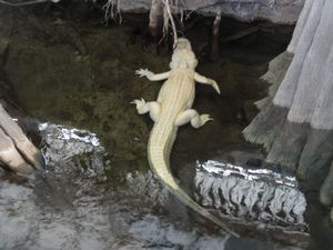 Albino aligator