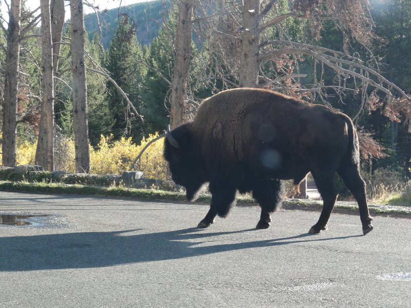 Wild Bison in layby