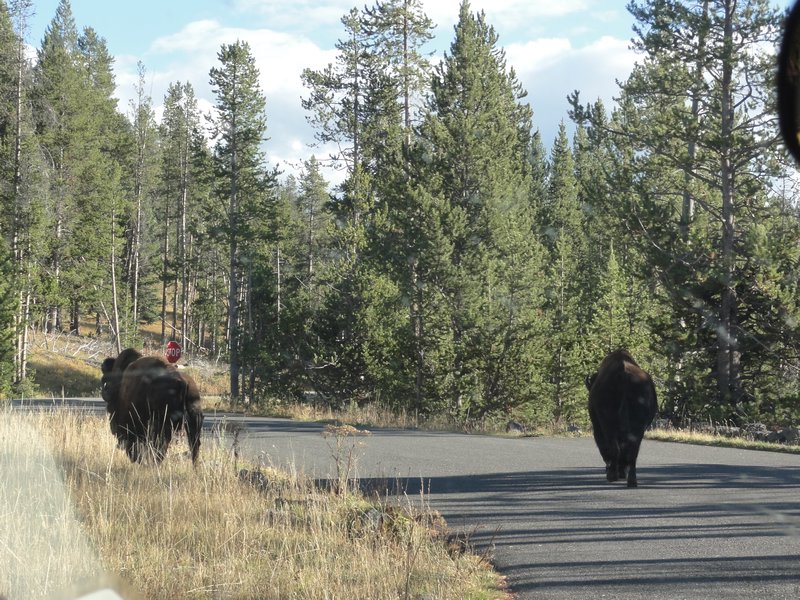Same Wild Bison on road