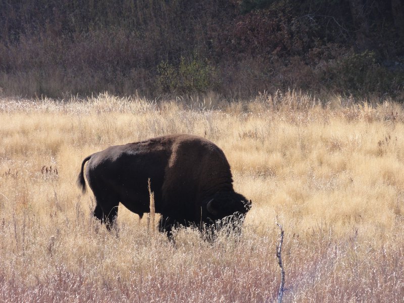 bison by Grand Loop Road