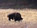 bison by Grand Loop Road