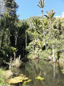 Meybille Bay forests