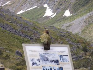 Kea - Mountain Parrot