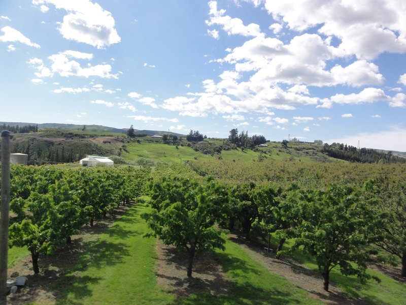 Otago grape vines