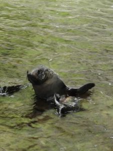 Seals of Ohau