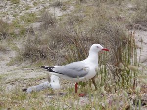 Tapotupotu Bay - seagulls