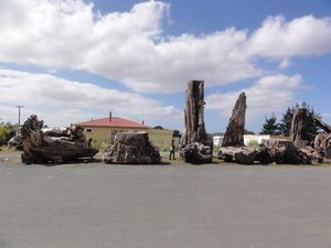 Kauri Museum - tree trunks