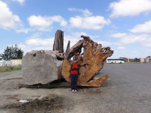 Kauri Museum - tree trunks