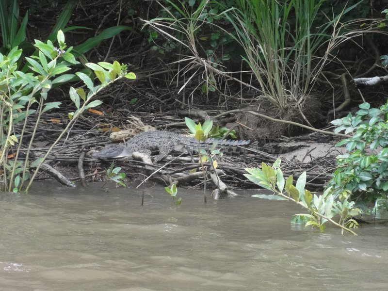 Daintree river - Croc