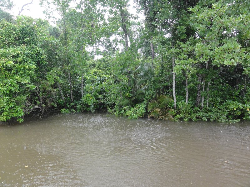 Daintree River- Mangroves