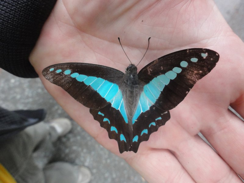 Mossman Gorge butterfly