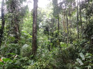 Jindalba Rainforest