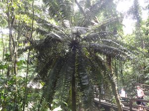 Jindalba Rainforest