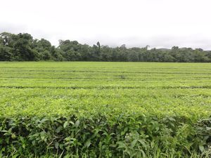 Lynchaven Tea Fields 