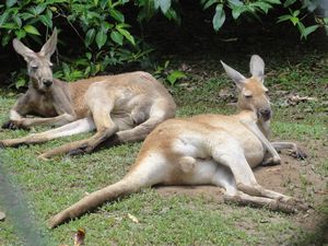 Lynchaven - Red Kangaroos