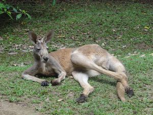 Lynchaven - Red Kangaroo