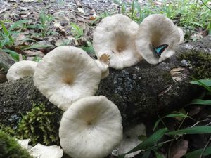 Mossman Gorge mushrooms