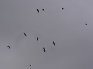 Flying Foxes - Bats to you and me!