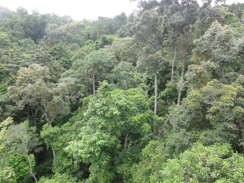 rainforest - Skyrail to Kuranda