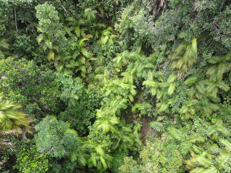 Skyrail to Kuranda - rainforest floor