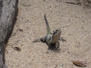 Large desert Lizard