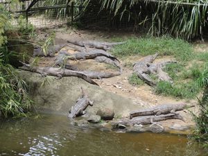 Crocs at Koala farm - Kuranda