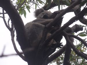 Wild koala - sleeping