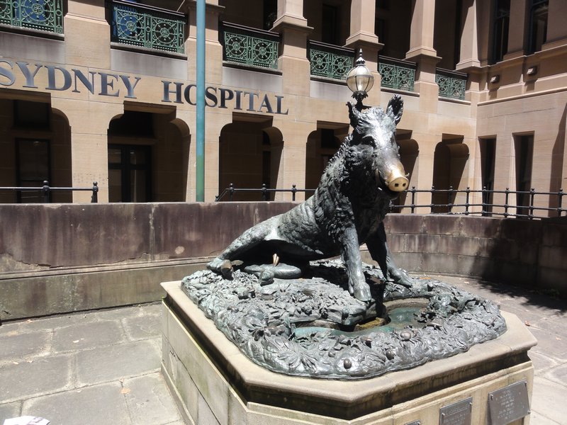 Boar statue outside Sydney Hospital