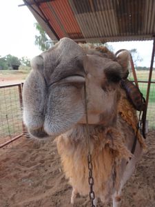 Camel @ Camel Farm