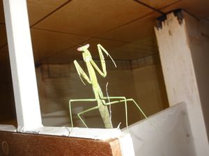 Preying Mantis in shower room